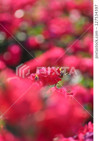 一朵紅玫瑰 127534397