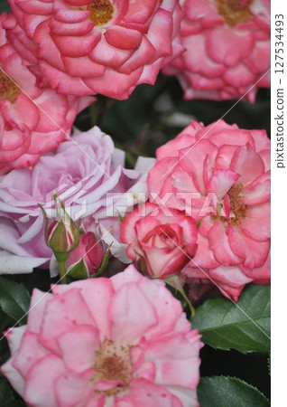 A red rose A red rose 127534493