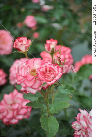 Roses proud Roses proud 127534508