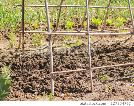 Organic garden with bamboo trellis and sprouting crops in neat rows 127534792