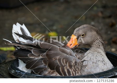 Close up brown goose is rest in water 127535286