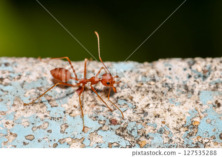 Close up the red ant on old wall Close up the red ant on old wall 127535288
