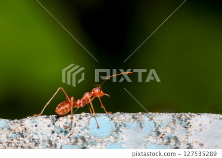 Close up the red ant on old wall 127535289