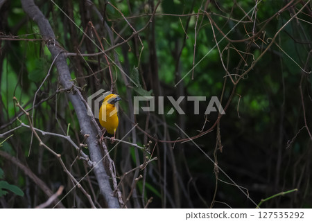 The yellow bird on Build nest from dry stick hay in nature 127535292