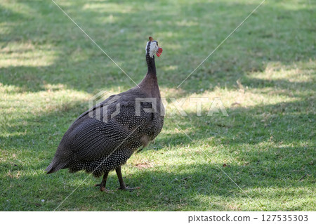 The guineafowl is rest on nature garden under tree 127535303