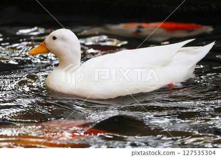 The white Duck is stay in nature garden 127535304