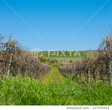 Landscape of vineyard with much empty grapes trees and green gras with flowers in the sun day. Spring nature background. Landscape of vineyard with much empty grapes trees and green gras with flowers in the sun day. Spring nature background. 127535421