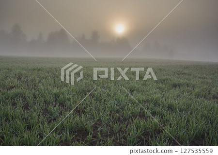 Minimalistic landscape fog and sun on the meadow Minimalistic landscape fog and sun on the meadow 127535559