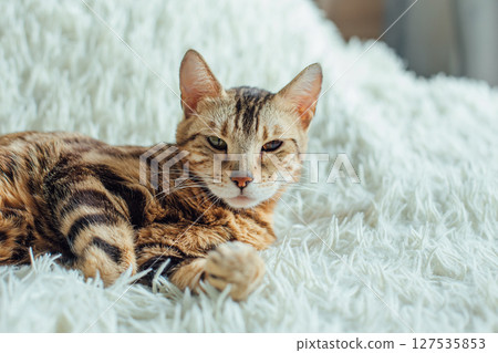 Bengal kitty cat laying on the white fury blanket 127535853