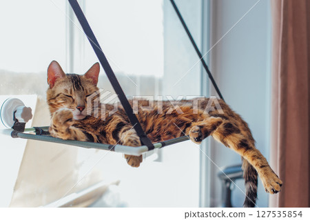 Cute little bengal kitty cat laying on the cat's window bed watching on the room. Cute little bengal kitty cat laying on the cat's window bed watching on the room. 127535854