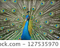 Peacock with spread wings 127535970