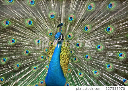 Peacock with spread wings 127535970