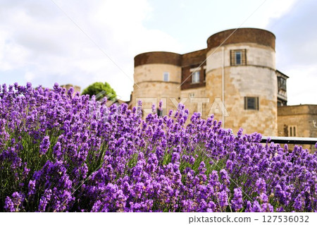 Lavender and the Tower of London Lavender and the Tower of London 127536032