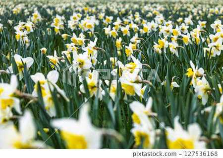 Expansive Field of Blooming Yellow and White Daffodils Expansive Field of Blooming Yellow and White Daffodils 127536168