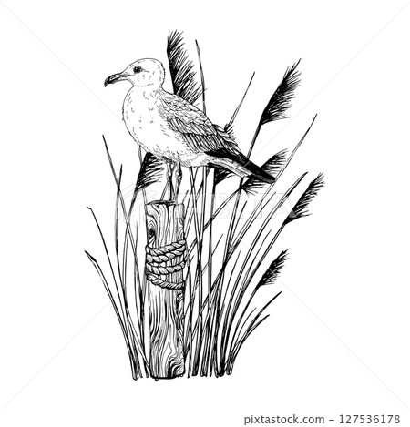 Seagull perched on a weathered wooden post wrapped in rope, surrounded by tall coastal grasses. Hand drawn vector illustration captures a peaceful maritime scene. Graphic sketch in line art style 127536178