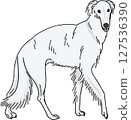 Borzoi color transparent background dog illustration 127536390