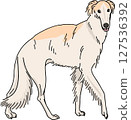 Borzoi color transparent background dog illustration 127536392