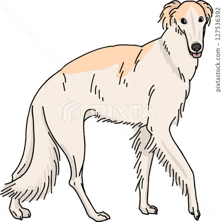 Borzoi color transparent background dog illustration 127536392