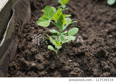 Sprouts of young pea plants grow in rows in a field in the rays of the sun. Selective focus. 127536519