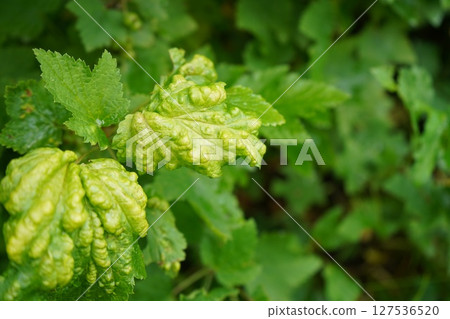 A currant leaf affected by gall mite, displaying red blistering, under natural sunlight with a soft green background. Currant disease. A currant leaf affected by gall mite, displaying red blistering, under natural sunlight with a soft green background. Currant disease. 127536520