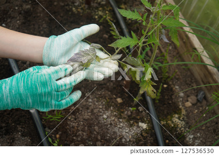 A detailed view of a farmer's gloved hands inspecting a wilted tomato leaf. 127536530