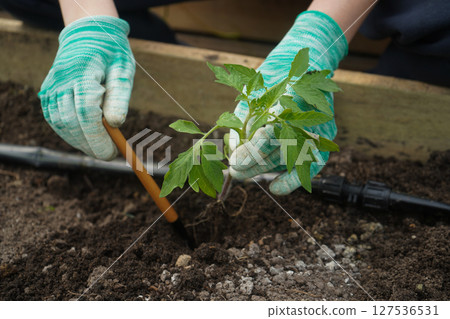 Close up young hands planting tomato seedling on ground 127536531