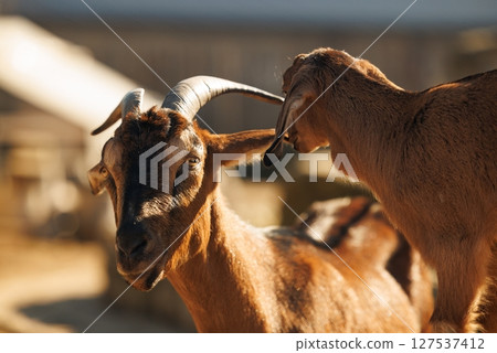 Majestic goats interacting in a vibrant farm setting under the warm afternoon sun Majestic goats interacting in a vibrant farm setting under the warm afternoon sun 127537412