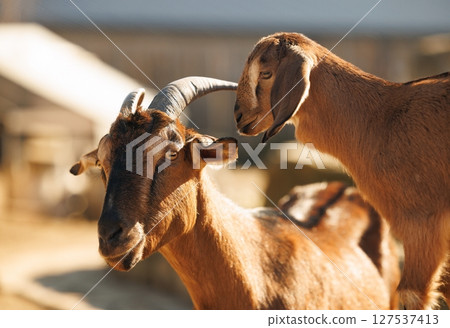 Playful goats enjoying a sunny afternoon in a rustic farm setting, showcasing their lively nature Playful goats enjoying a sunny afternoon in a rustic farm setting, showcasing their lively nature 127537413