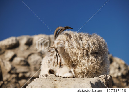 Sheep resting on a rocky ledge under a clear blue sky in the serene countryside during a sunny afternoon Sheep resting on a rocky ledge under a clear blue sky in the serene countryside during a sunny afternoon 127537418