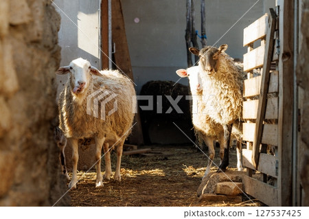 Sheep exploring sunlight in a rustic barn, showcasing a tranquil farm atmosphere on a sunny day Sheep exploring sunlight in a rustic barn, showcasing a tranquil farm atmosphere on a sunny day 127537425