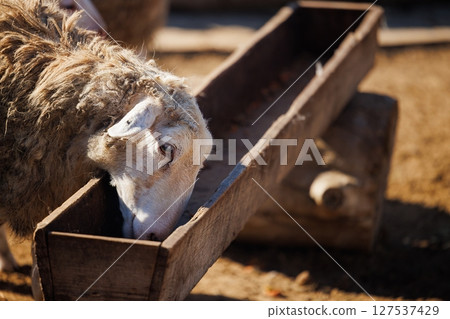 Sheep feeding on a sunny day in a rustic farmyard with warm light illuminating their fluffy coats 127537429