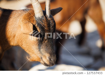 Rustic goat portrait in golden sunlight revealing intricate details of texture and horns Rustic goat portrait in golden sunlight revealing intricate details of texture and horns 127537433