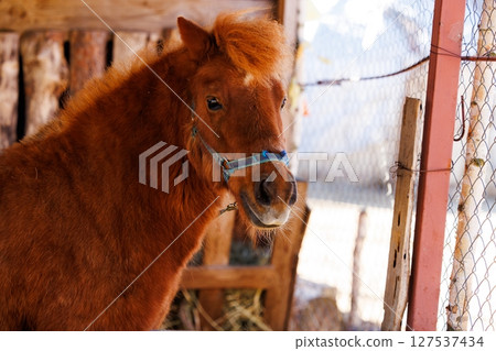 Majestic brown pony gazing thoughtfully from its cozy barn enclosure on a bright sunny day Majestic brown pony gazing thoughtfully from its cozy barn enclosure on a bright sunny day 127537434