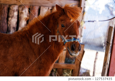 Curly red horse stands proudly in a rustic barn surrounded by wooden textures and sunlight Curly red horse stands proudly in a rustic barn surrounded by wooden textures and sunlight 127537435