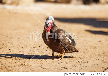 Unusual muscovy duck wanders across sandy terrain in afternoon sunlight near tranquil farmstead Unusual muscovy duck wanders across sandy terrain in afternoon sunlight near tranquil farmstead 127537437