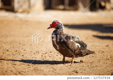 Colorful muscovy duck stands proudly on the warm earth under the bright sunlight at the farm Colorful muscovy duck stands proudly on the warm earth under the bright sunlight at the farm 127537438