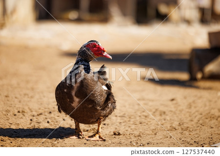 Muscovy duck strolling gently in a warm afternoon light, surrounded by rustic farmyard charm 127537440