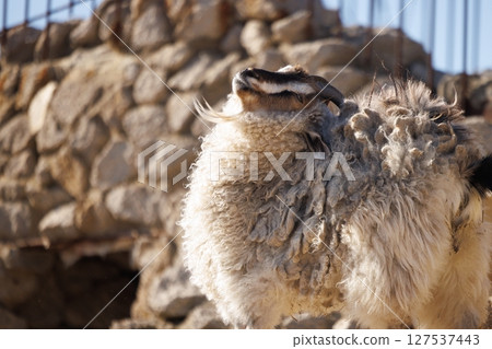 Majestic sheep posed against a rustic stone backdrop in bright sunlight during a clear afternoon Majestic sheep posed against a rustic stone backdrop in bright sunlight during a clear afternoon 127537443