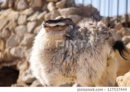 Fluffy sheep basking in the warm sun at a rustic farm during the golden hour Fluffy sheep basking in the warm sun at a rustic farm during the golden hour 127537444