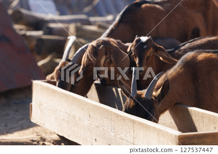 Goats feeding peacefully in a rustic farm setting during the golden hour of a late afternoon 127537447