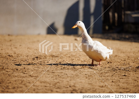 White duck walking through sandy farmyard under warm sunlight at golden hour capturing natures tranquility White duck walking through sandy farmyard under warm sunlight at golden hour capturing natures tranquility 127537460