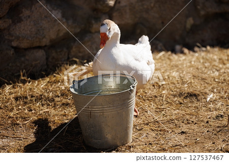 White duck exploring a rustic farmyard with a metal bucket under warm sunlight White duck exploring a rustic farmyard with a metal bucket under warm sunlight 127537467