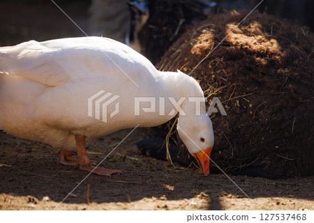 White goose foraging in the warm sunlight near a haystack on a farm during the golden hour White goose foraging in the warm sunlight near a haystack on a farm during the golden hour 127537468