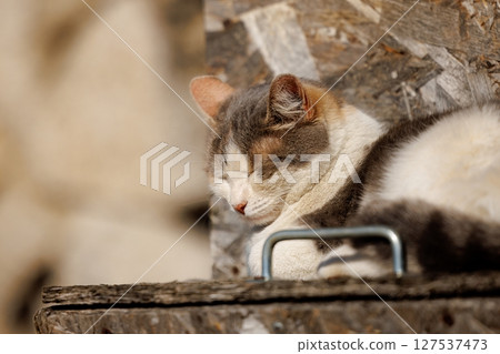 Feline sunbathing quietly on a rustic wooden platform in a serene outdoor space during midday tranquility Feline sunbathing quietly on a rustic wooden platform in a serene outdoor space during midday tranquility 127537473