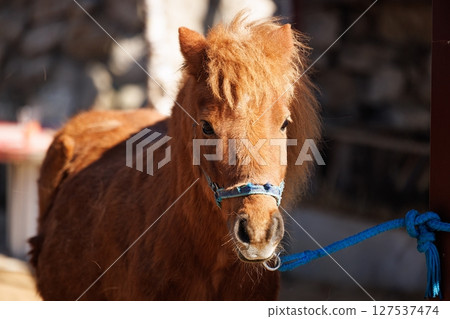 Beautiful brown pony with a fluffy mane standing calmly in a rustic farm setting during bright daylight 127537474