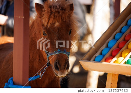 Small pony explores colorful toys at a lively outdoor event during a sunny afternoon 127537483