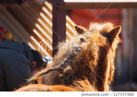 Grooming a horse with a braided mane at a sunny rustic farm during the golden hour Grooming a horse with a braided mane at a sunny rustic farm during the golden hour 127537486