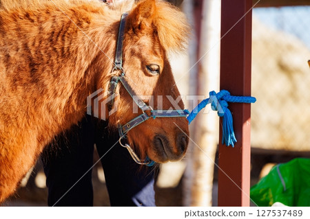 Curious pony getting tied up at a sunny outdoor stable during an afternoon visit with cheerful kids Curious pony getting tied up at a sunny outdoor stable during an afternoon visit with cheerful kids 127537489