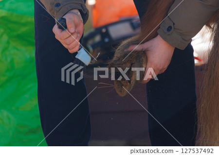 Caring for a horses hoof at a stable during a sunny afternoon Caring for a horses hoof at a stable during a sunny afternoon 127537492