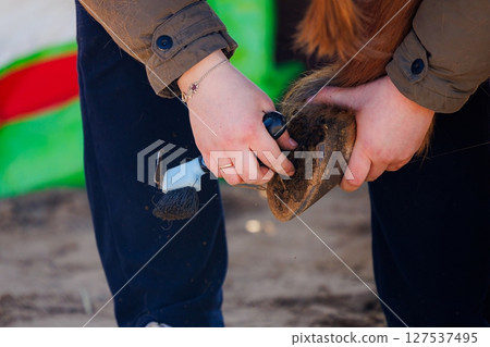 Grooming a horses hoof in a vibrant outdoor setting during a sunny day Grooming a horses hoof in a vibrant outdoor setting during a sunny day 127537495